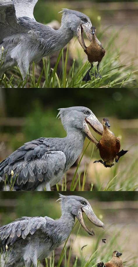 stork pics|what are predators to storks.